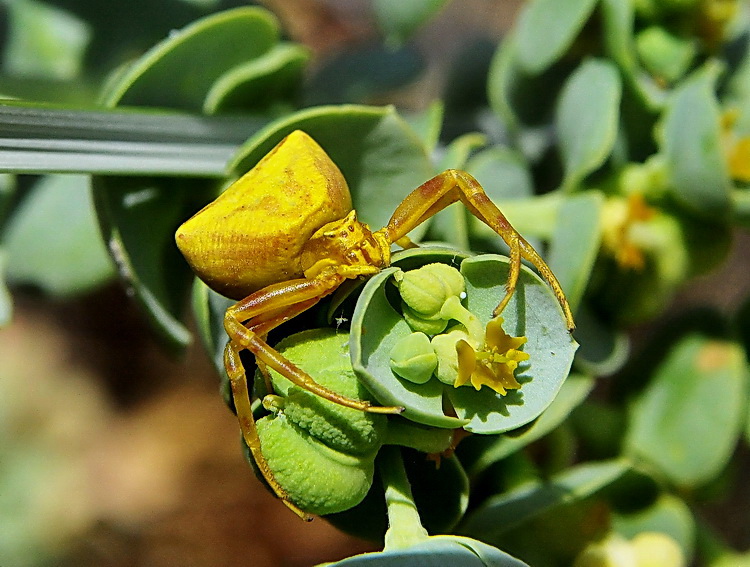 Thomisus onustus